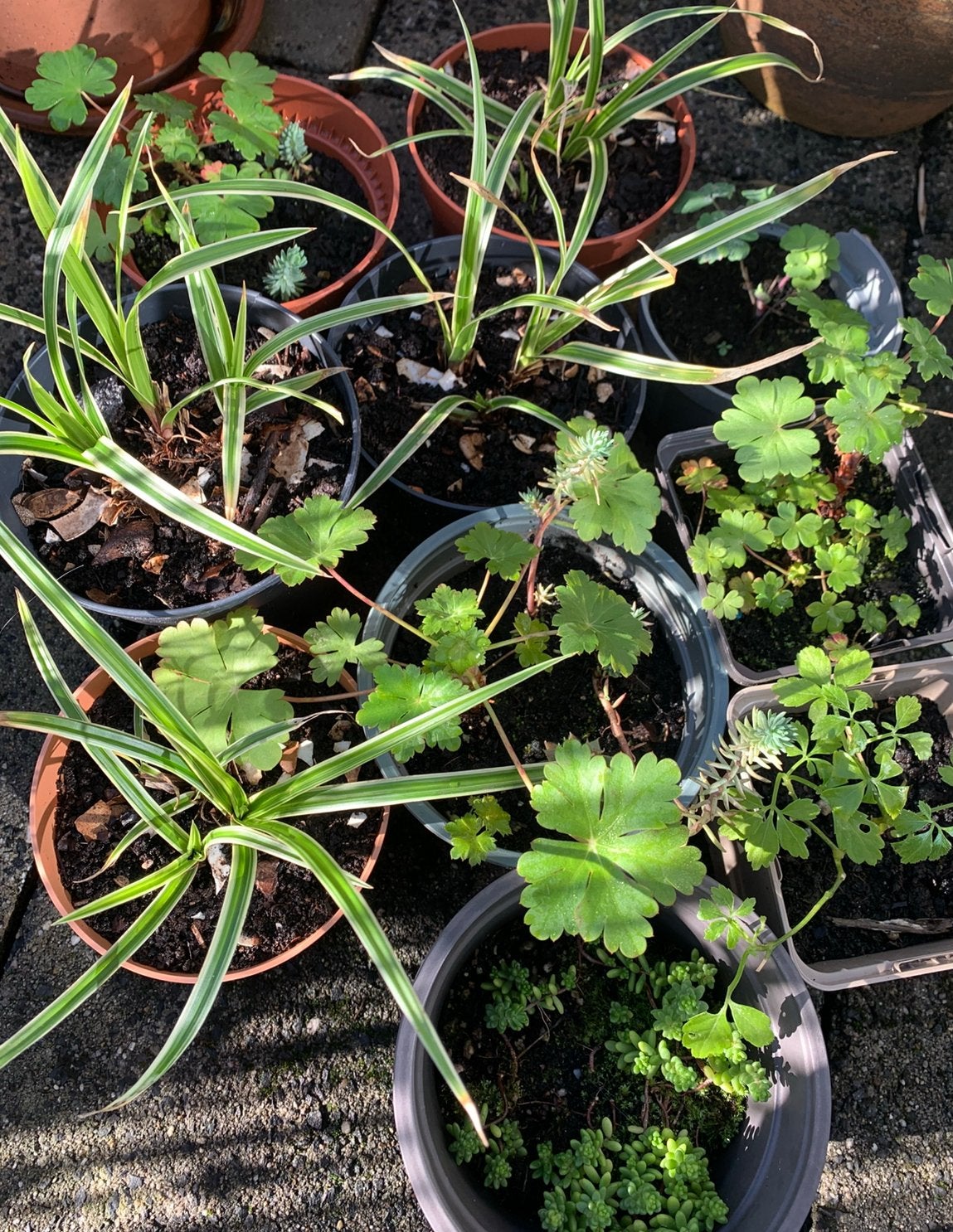 Nog 10 biologische 🐝 plantjes oa bonte zegge ~ ooievaarsbek, Vaste plant, Halfschaduw, Lente, Ophalen
