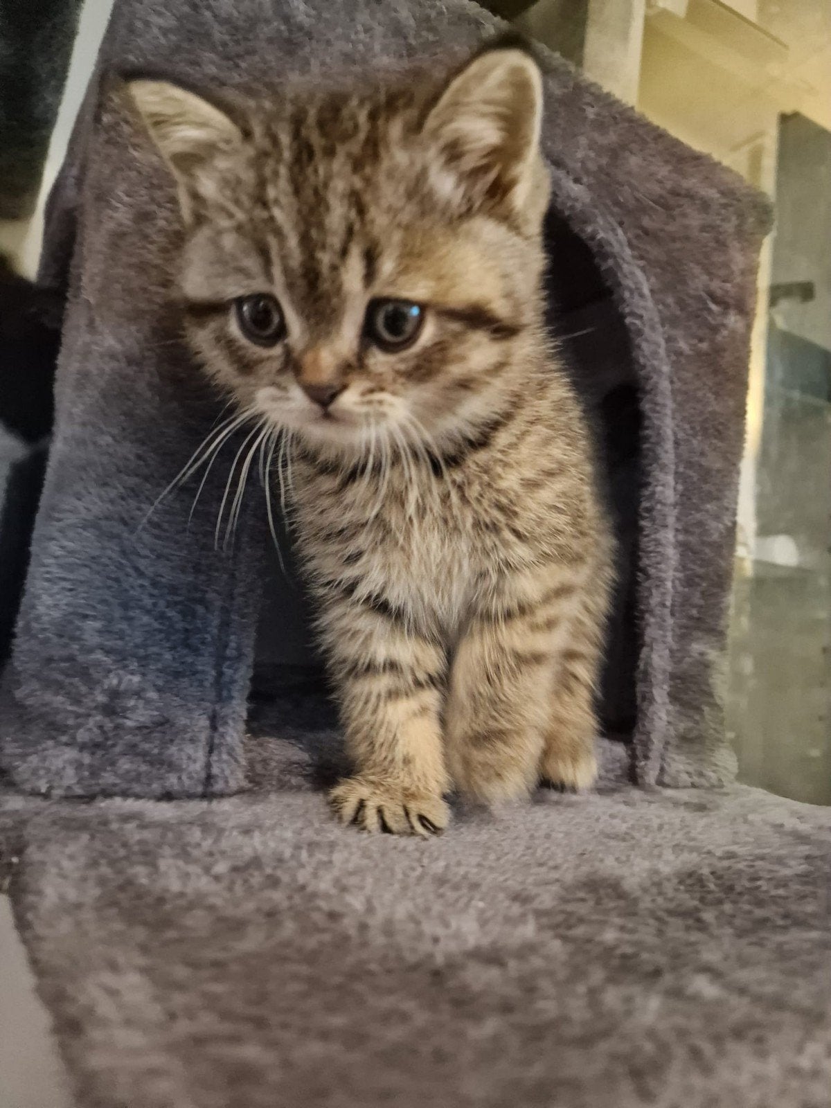 Britse korthaar kittens mogen nestje verlaten, Meerdere dieren