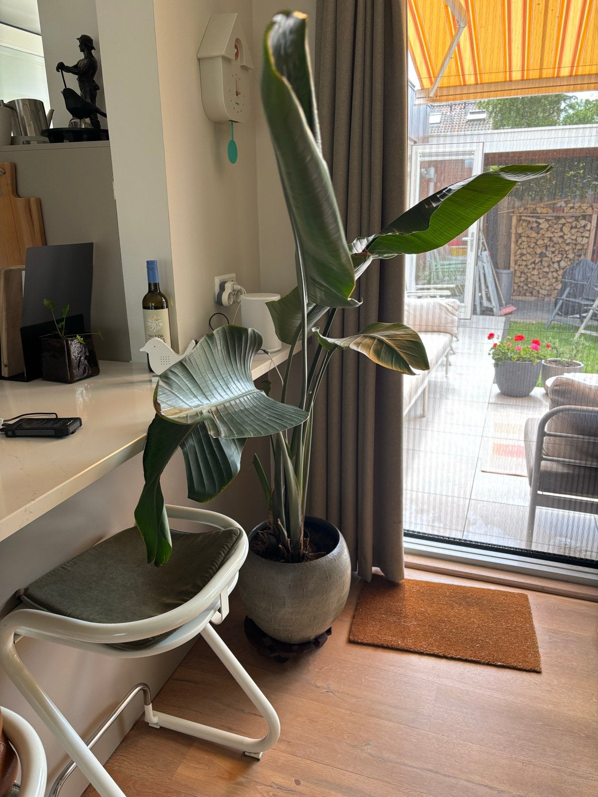 Alocasia, Ophalen, Overige soorten, 150 tot 200 cm, Volle zon