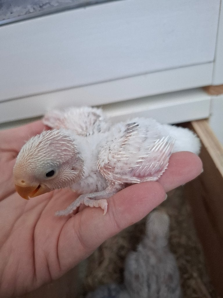 Agapornis roseicollie babys, Geslacht onbekend, Dwergpapegaai of Agapornis, Tam