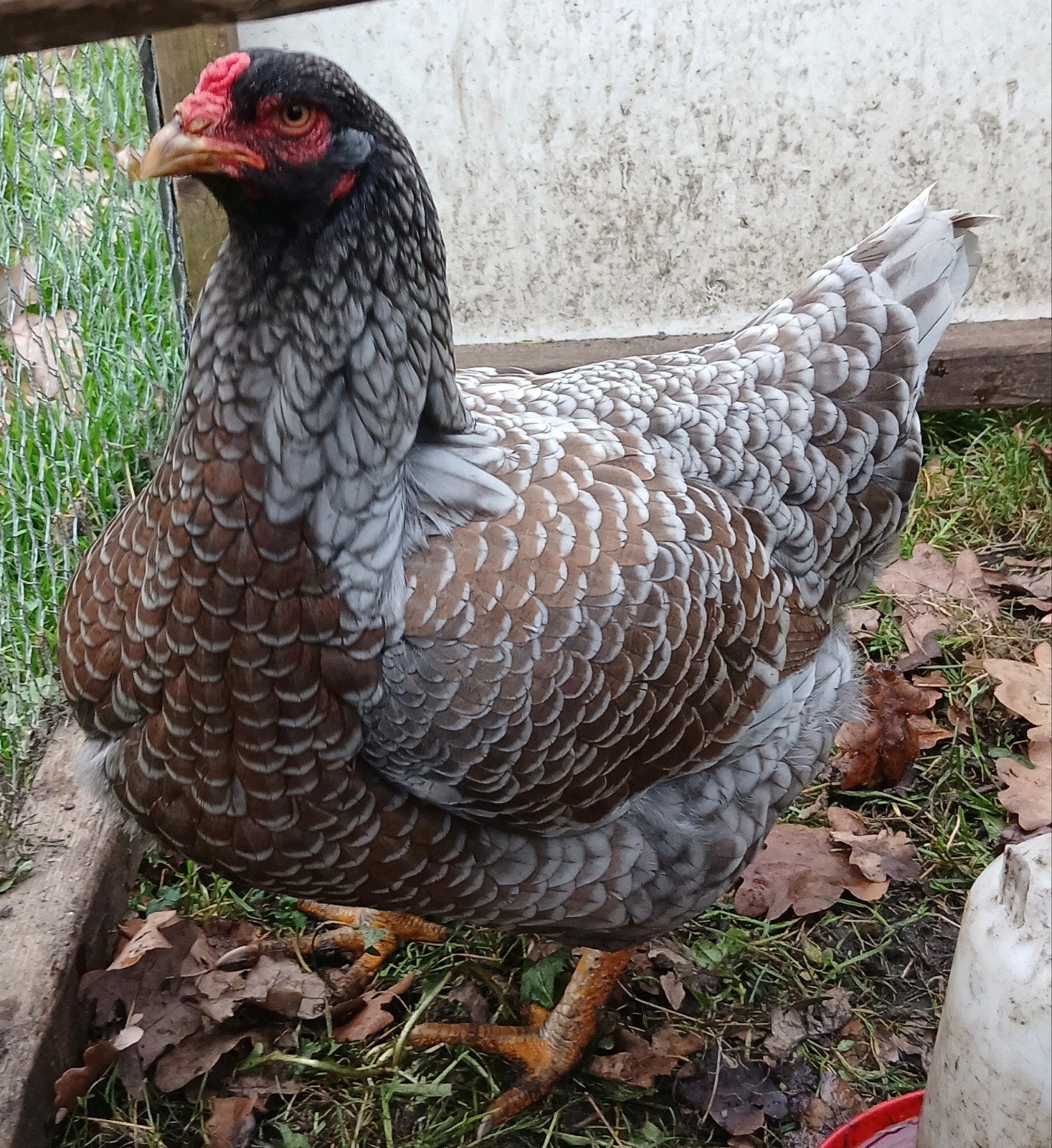 broedeieren van grote kippen jersey brahma, Dieren en Toebehoren, Geslacht onbekend, Kip
