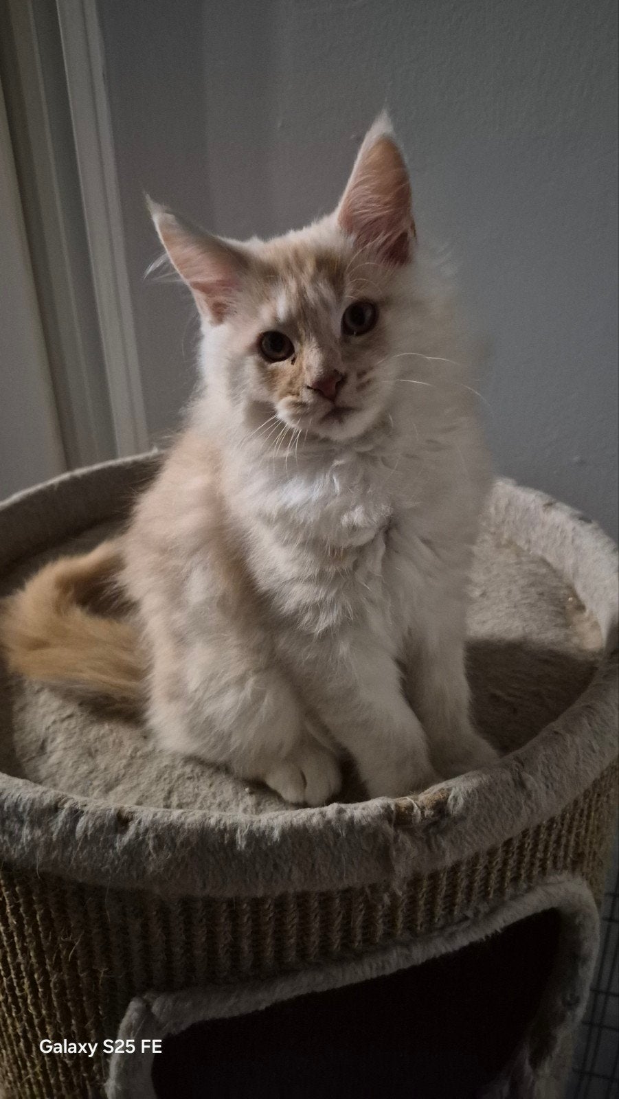 Ras zuivere main coons nog 1 katertjes beschikbaar 😻, Meerdere dieren, Gechipt, 0 tot 2 jaar