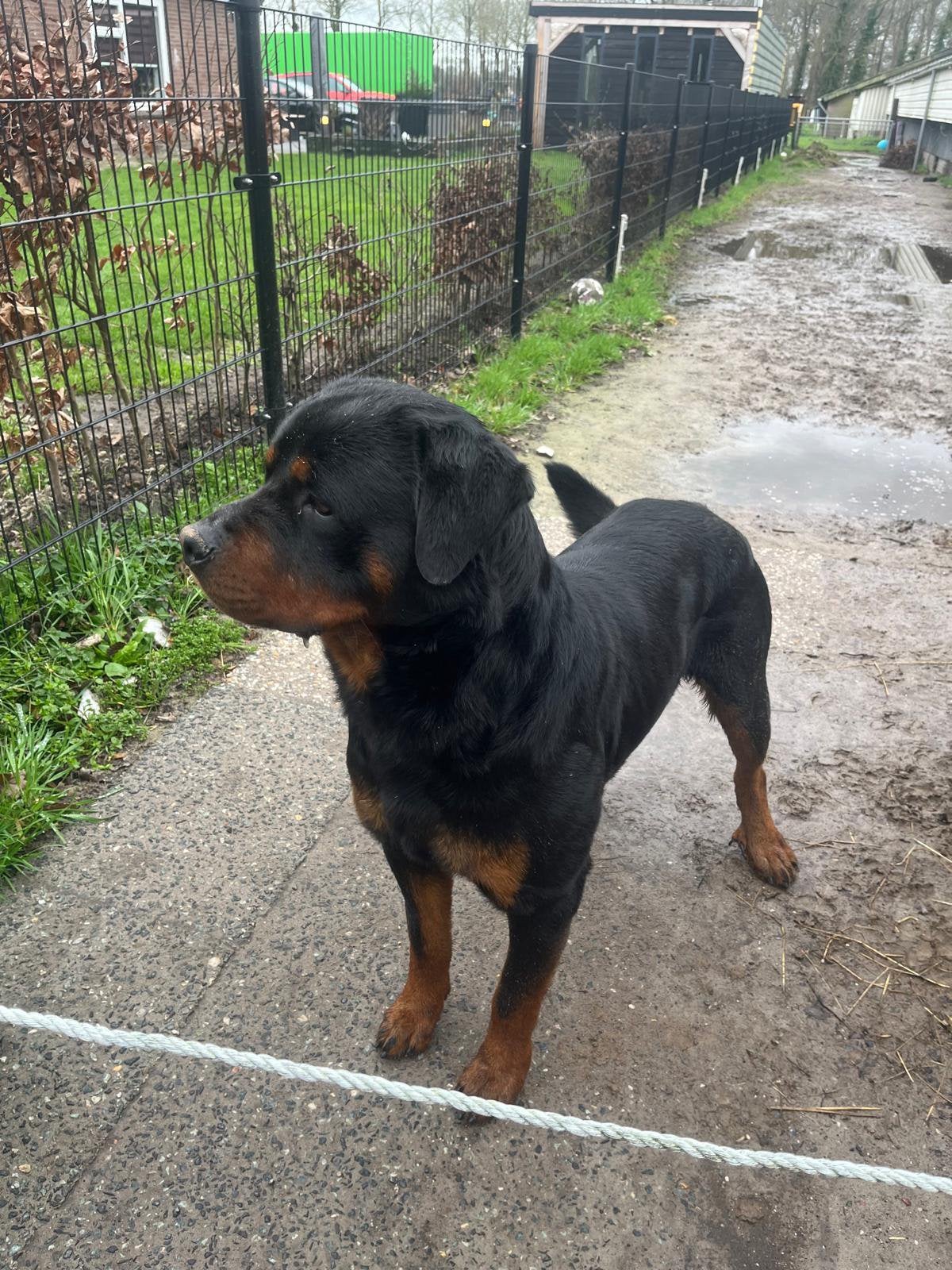 Rottweiler reu, Dieren en Toebehoren, Reu, CDV (hondenziekte), 1 tot 2 jaar, Eén hond