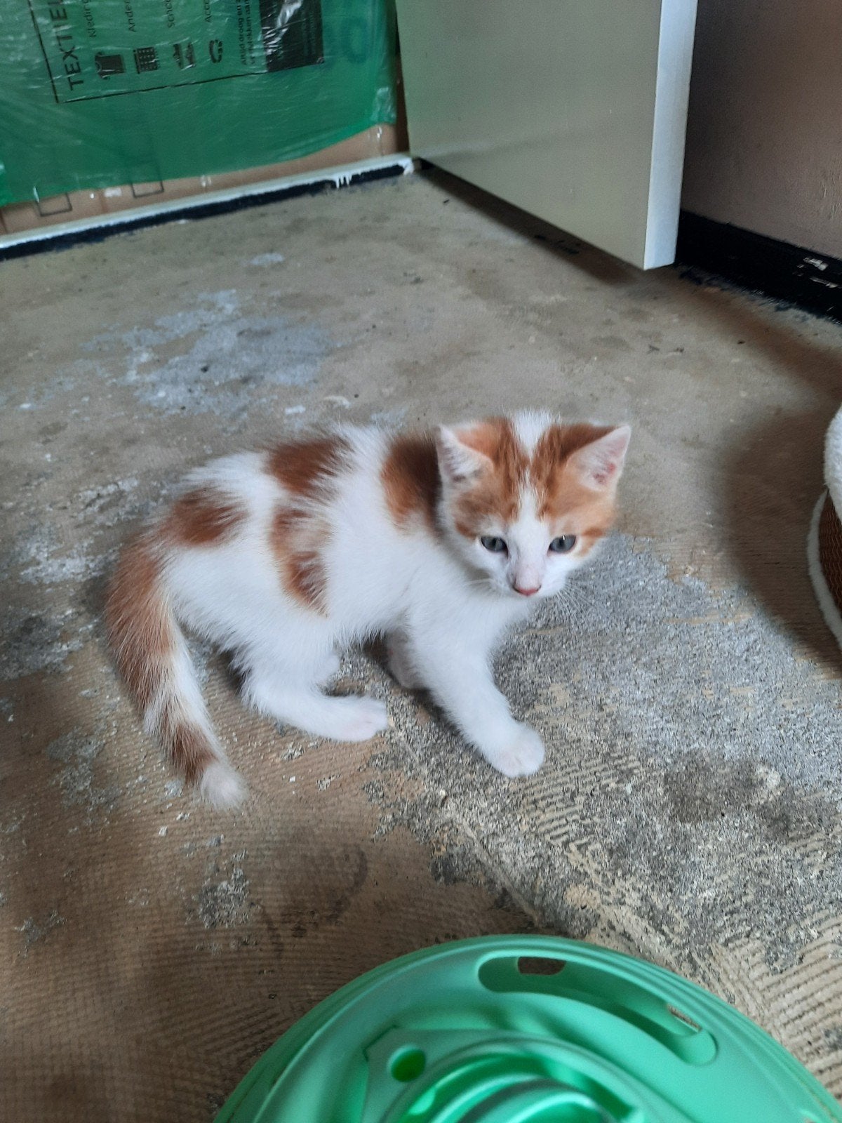 Super lieve kittens