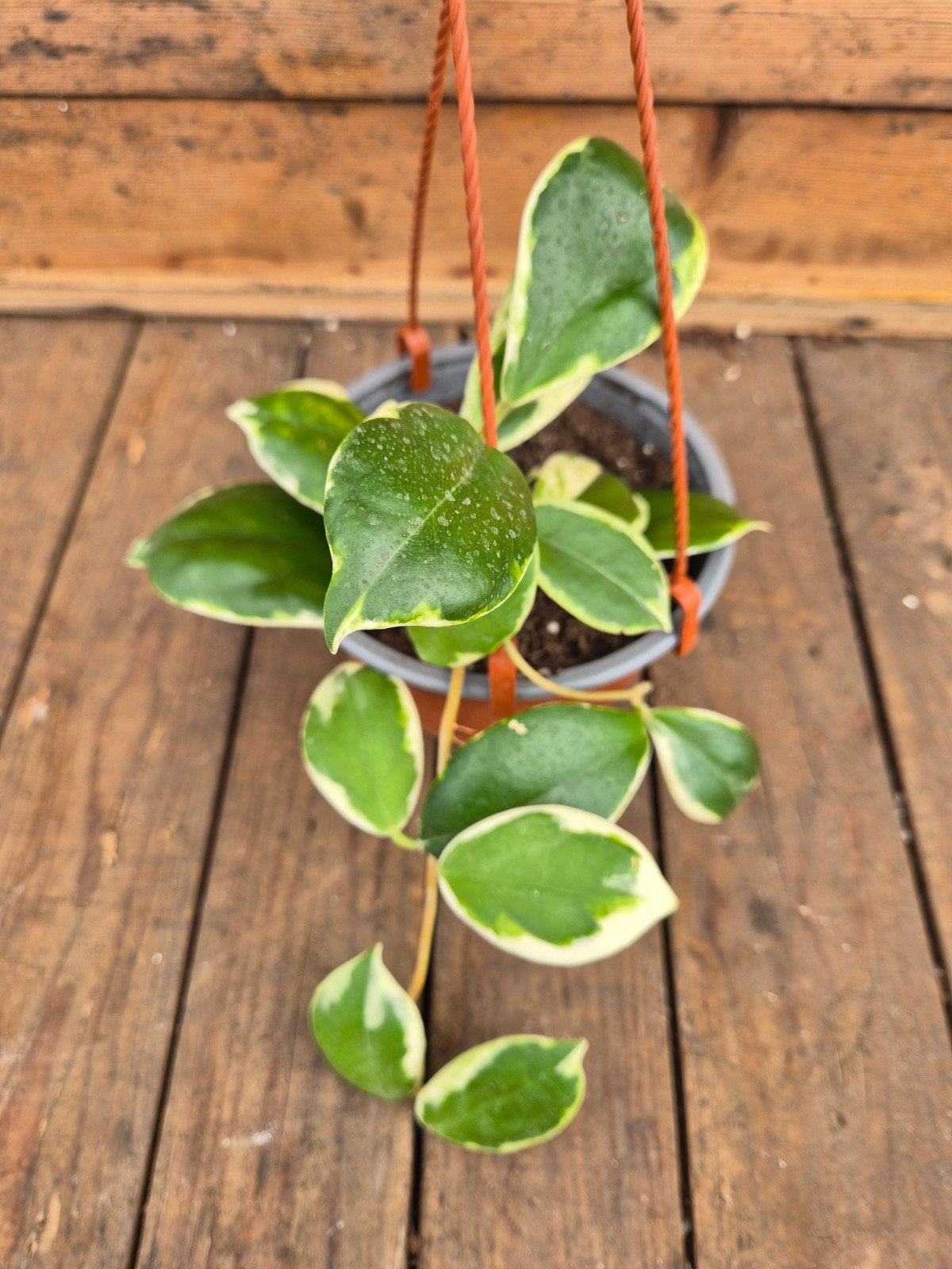 Hoya Incrassata Albomarginata p15 (1), Ophalen of Verzenden, Halfschaduw, Minder dan 100 cm