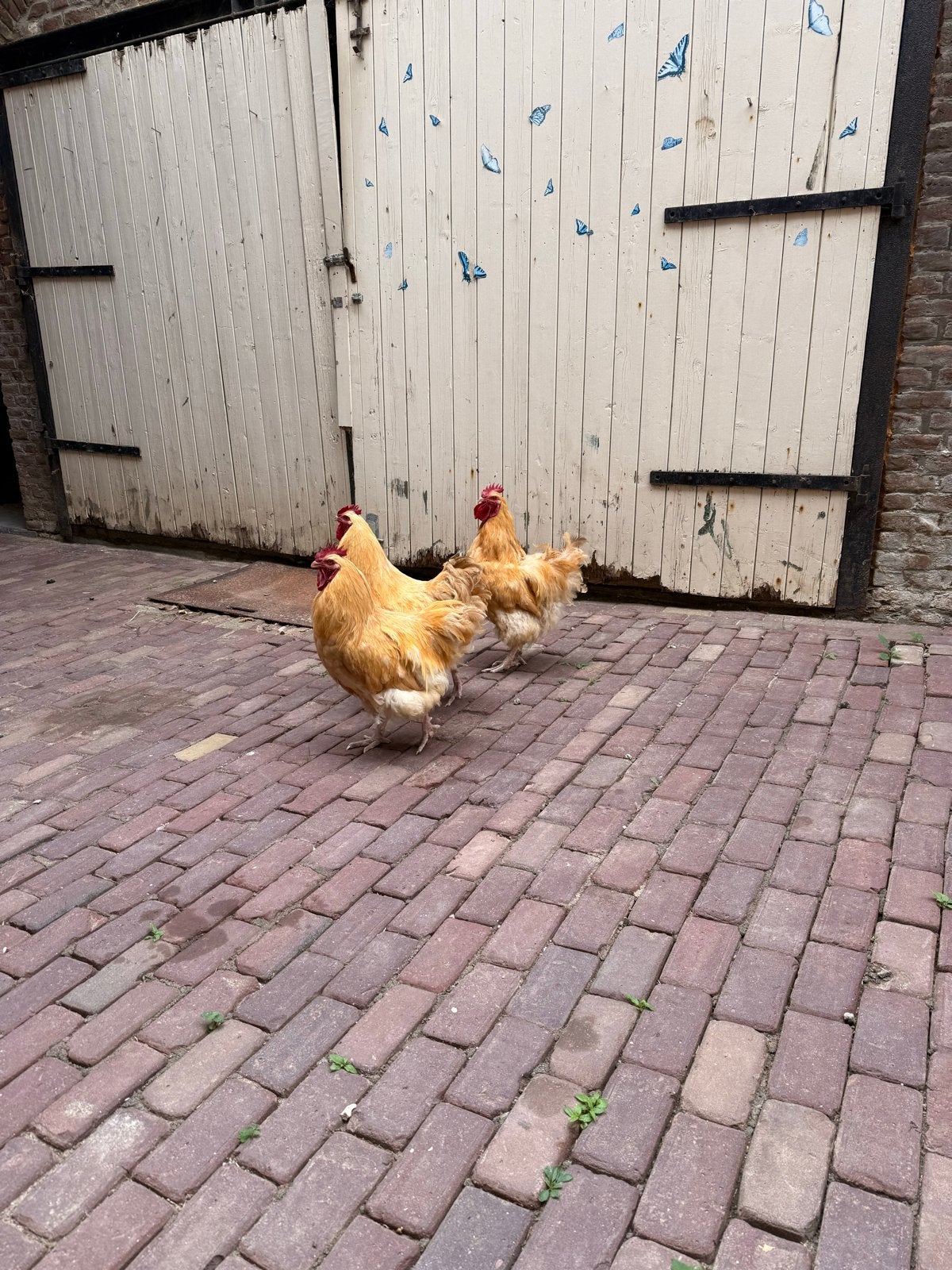 Gratis Orpington buff groot hanen, Mannelijk, Kip