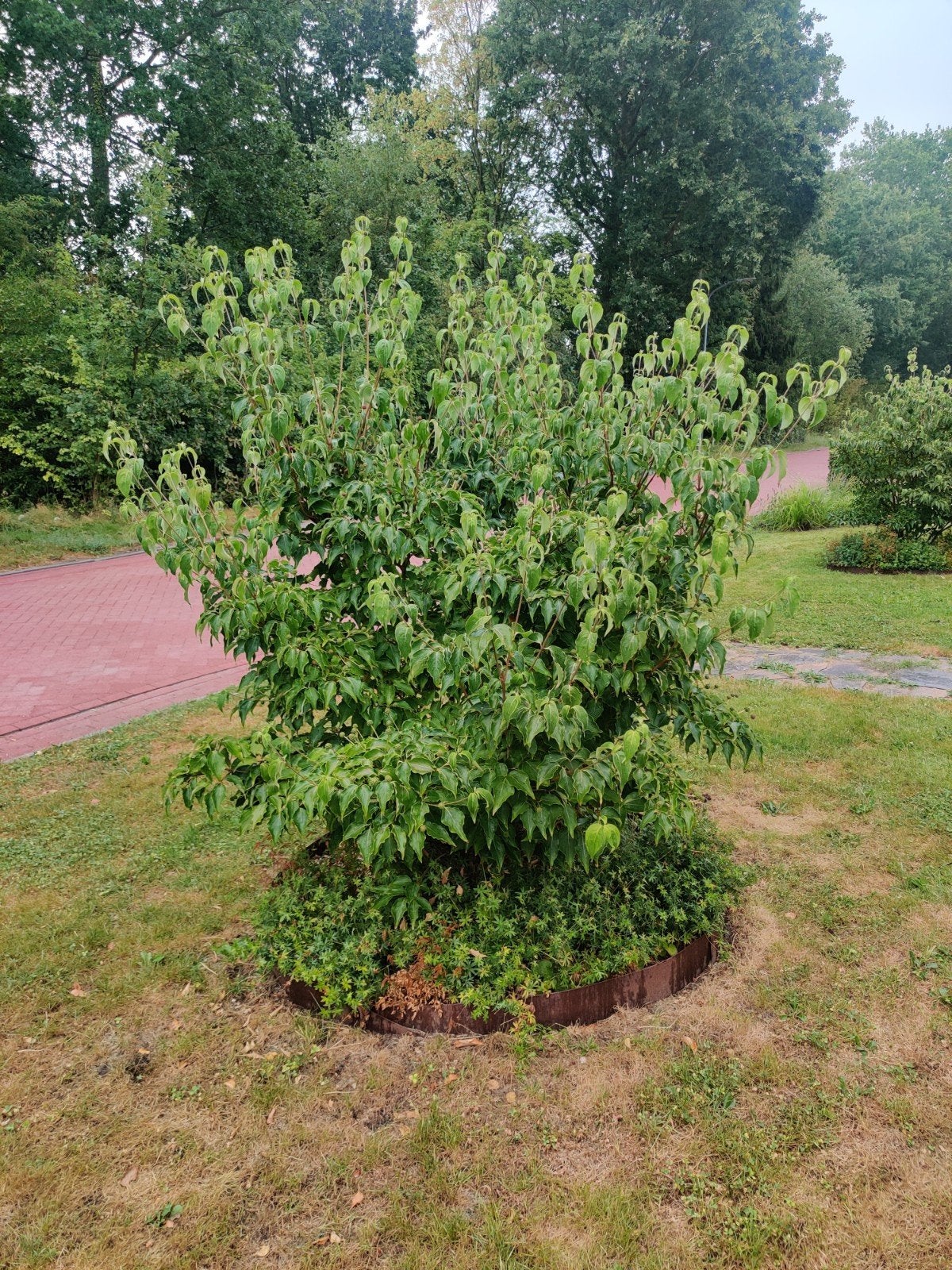Cornus Kousa (Japanse Kornoelje), Tuin en Terras, Planten | Struiken en Hagen, Ophalen, Overige soorten, 100 tot 250 cm