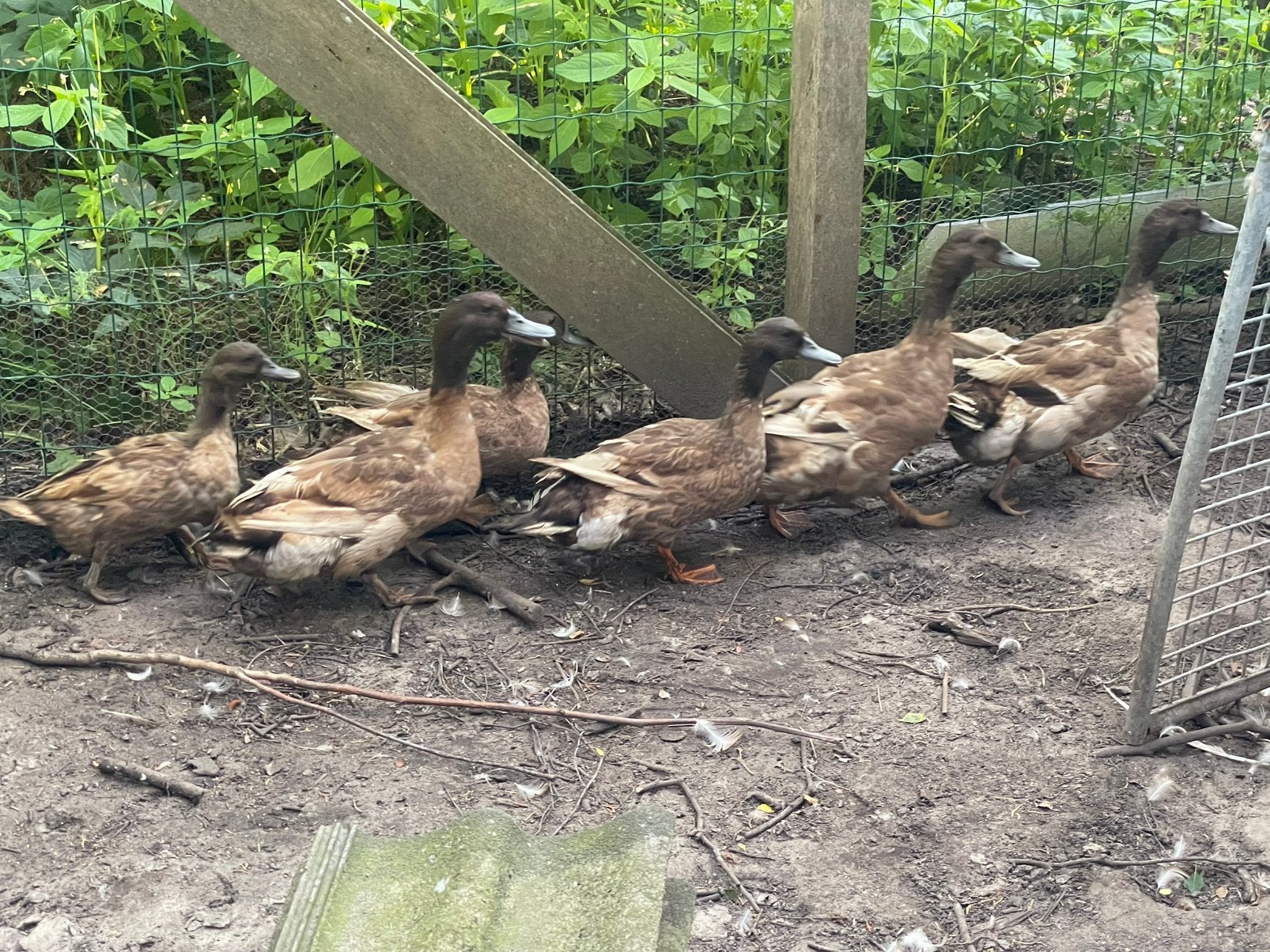 Campbell-eend, Dieren en Toebehoren, Pluimvee, Mannelijk, Eend