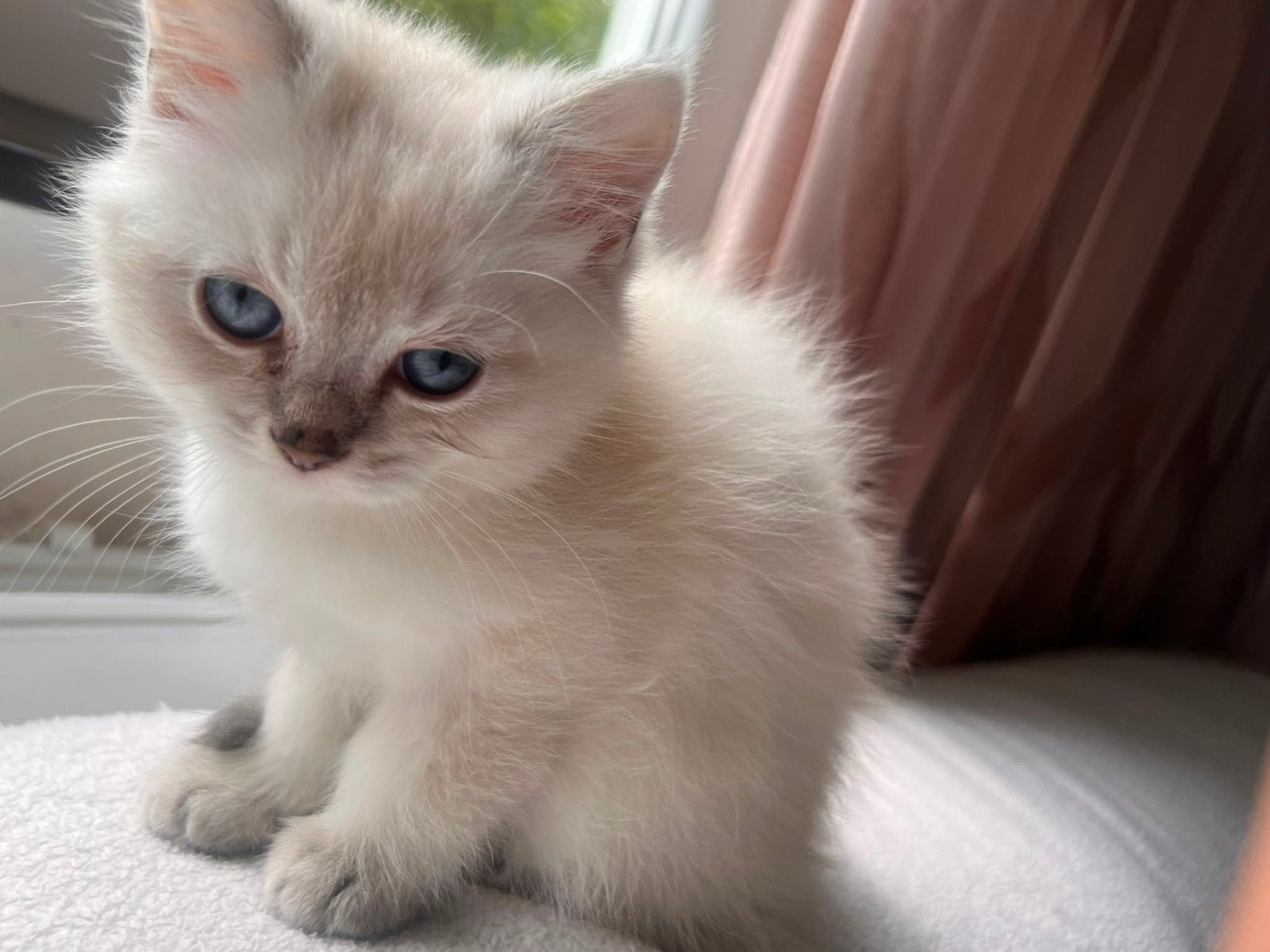 4  prachtig kittens ( brits), Meerdere dieren, Ontwormd, 0 tot 2 jaar