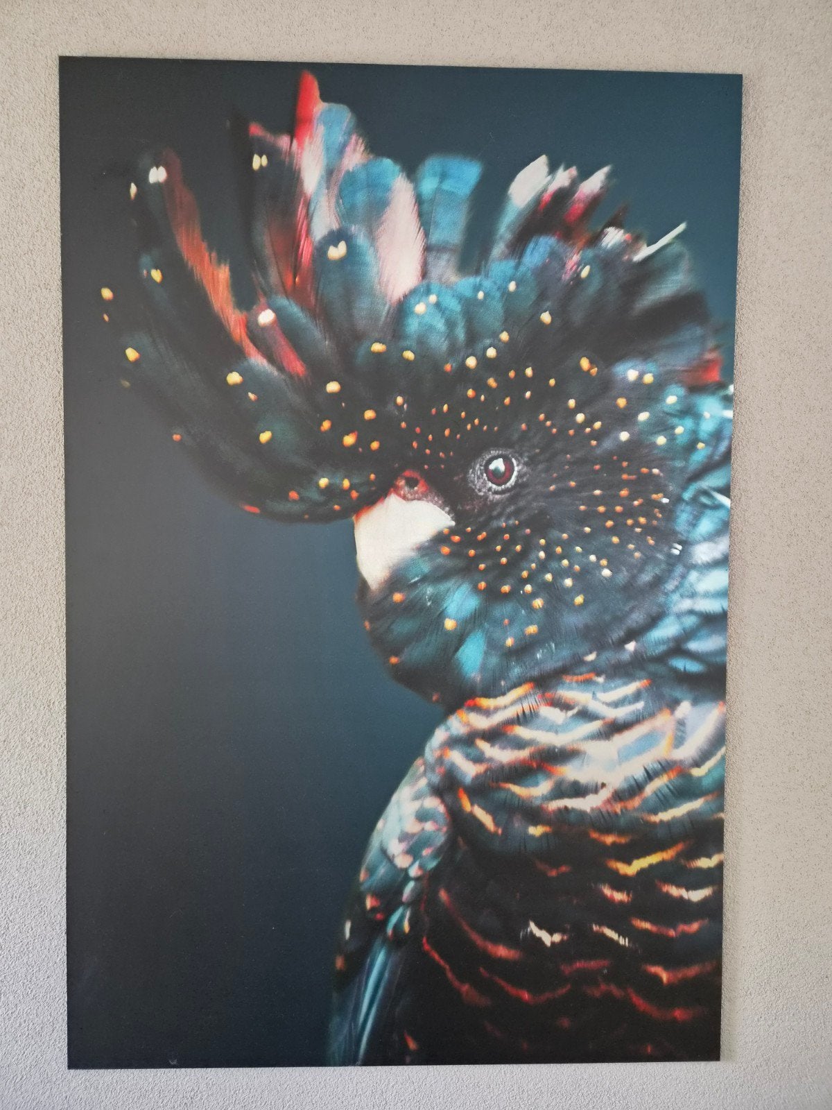 kaketoe op aluminium 100x150 cm, Ophalen