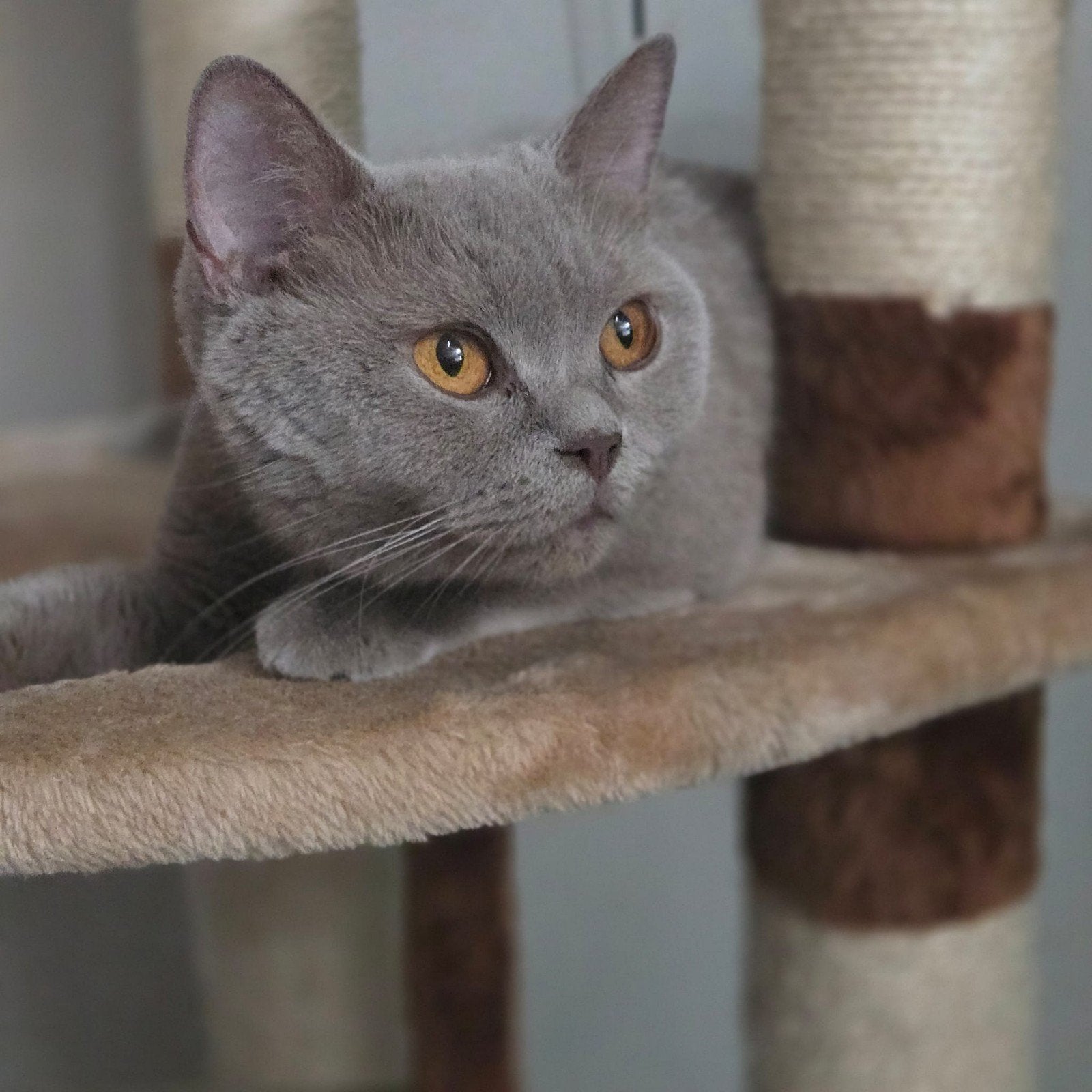 Britse korthaar met stamboom!!!, Dieren en Toebehoren, Katten en Kittens | Overige Katten, Poes