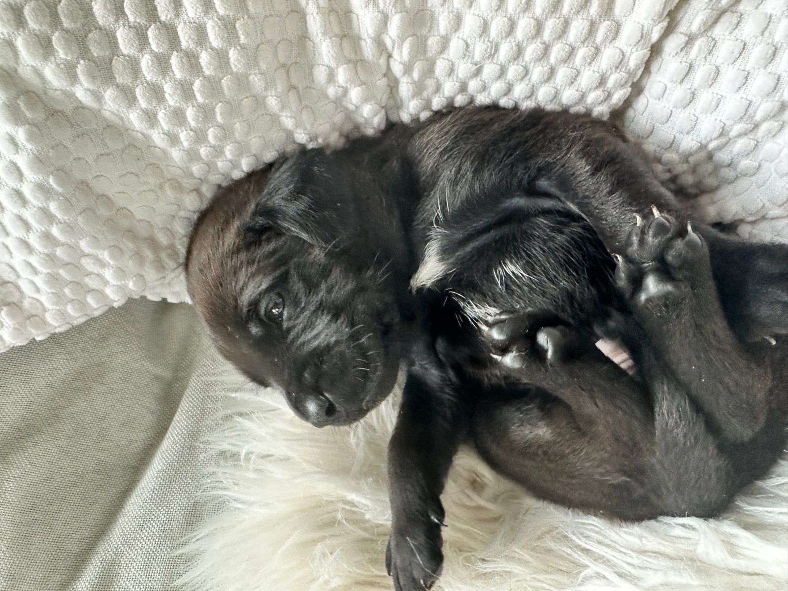 Hele mooie Kooiker-Markiesje/ bull pups, 8 tot 15 weken, Parvo, Meerdere, Meerdere dieren