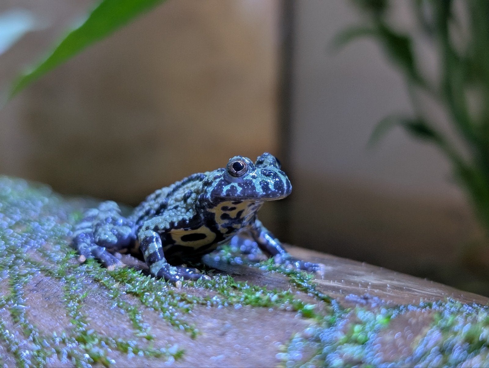 Bombina Orientalis, Hagedis, 0 tot 2 jaar