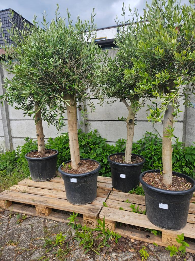 Olijfbomen diverse maten, dikke stam 99 euro, 100 tot 250 cm, Olijfboom, Zomer, Ophalen