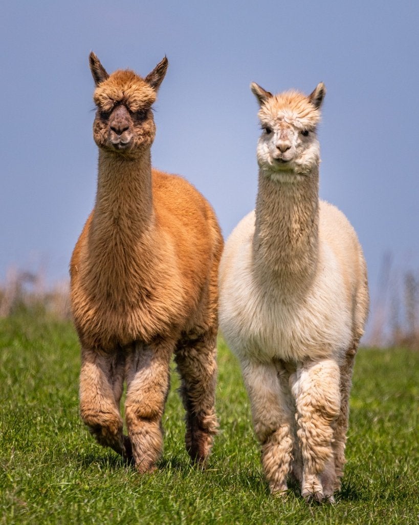 GEZOCHT: gratis alpacawol. Alleen zadel (rug gedeelte), Ophalen, Spinwol