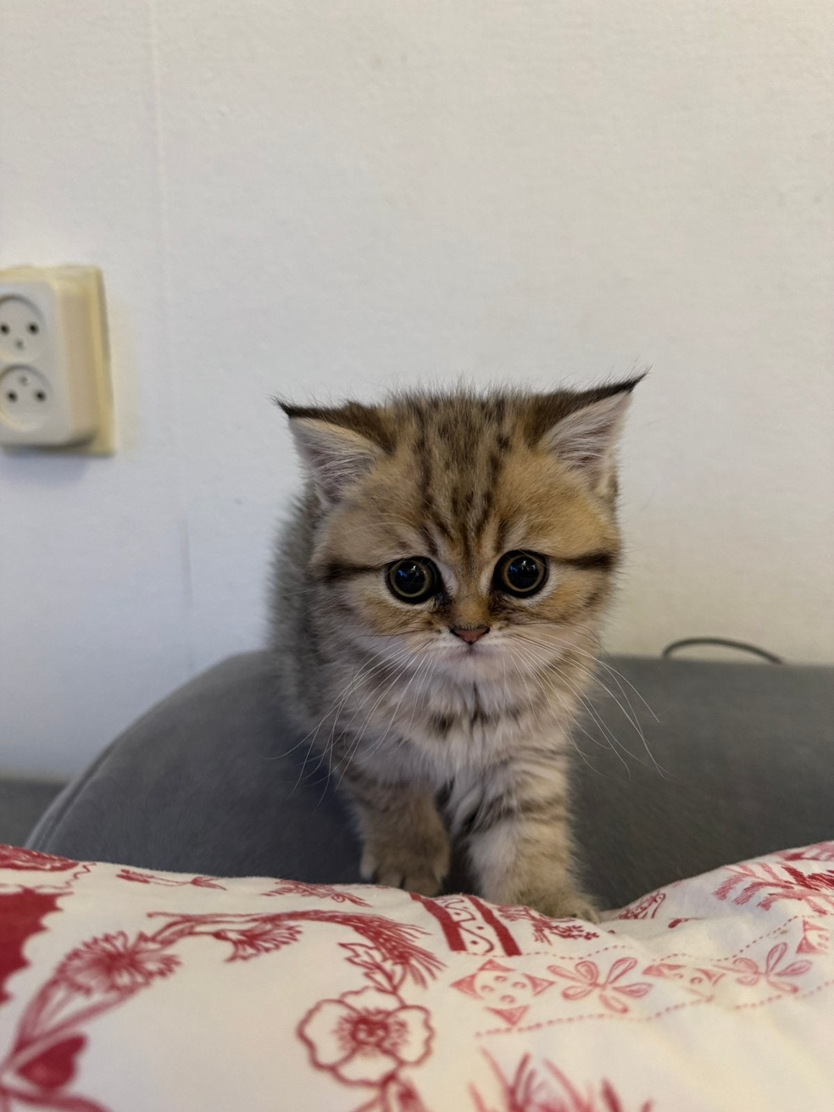 Britse korthaar 2 prachtige kittens over!, Dieren en Toebehoren, Katten en Kittens | Raskatten | Korthaar, Meerdere dieren, Ontwormd