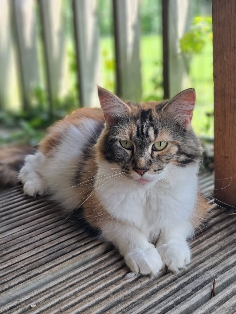 Prachtige Maine Coon poezen, Poes, Met stamboom