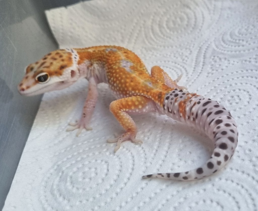 1.0 purple head x w&y bell albino luipaardgekko Leopard Gecko - male for sale from Snakesnballoons