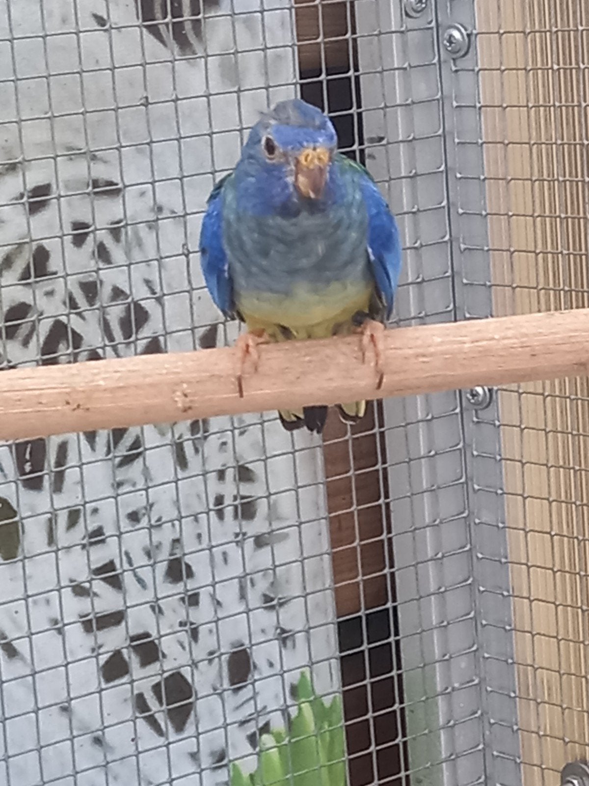 splendid parkieten, Dieren en Toebehoren