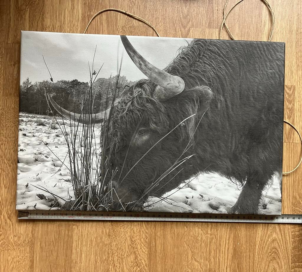 Canvas foto Schotse Hooglander, Ophalen of Verzenden, Gebruikt, Foto of Poster, Minder dan 50 cm
