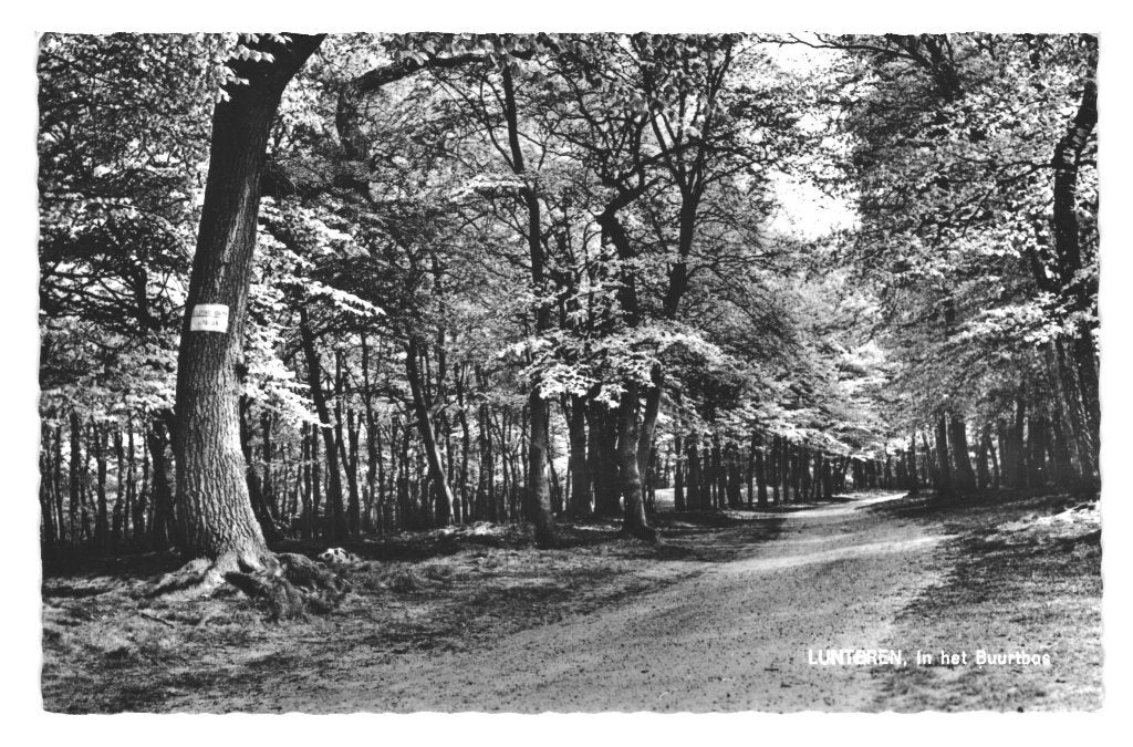 950065	Lunteren	Buurtbos	Mooie oude kaart onbeschreven, Ophalen of Verzenden, 1940 tot 1960, Ongelopen, Gelderland