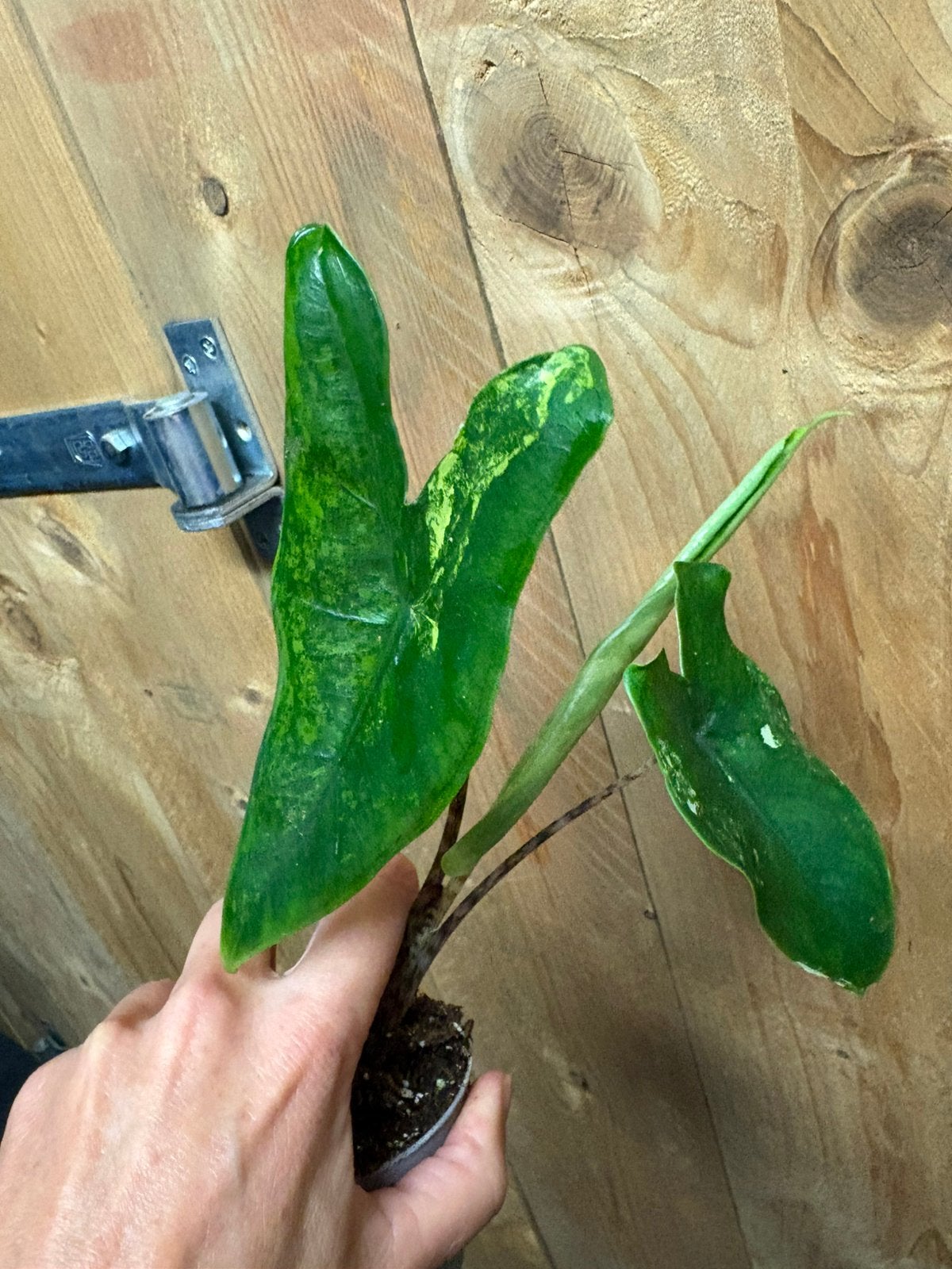 Alocasia tigrina superba variegata plant aurea green mint, Ophalen of Verzenden, Halfschaduw, Minder dan 100 cm
