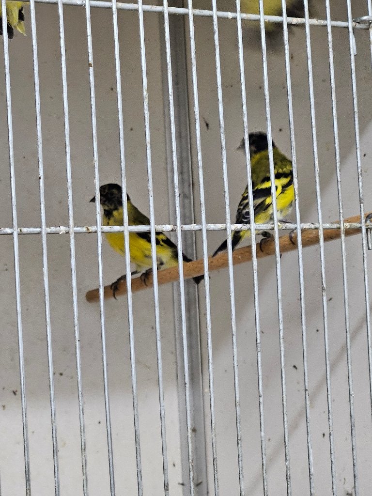 Zwartkopsijs, Meerdere dieren, Tropenvogel, Geringd