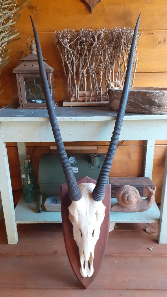 Afrika Oryx hoorns gewei, Ophalen of Verzenden, Nieuw, Wild dier, Gewei of Kop