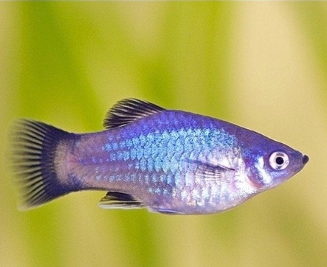 Gevraagd blauwe platy's, Dieren en Toebehoren, Vissen | Aquariumvissen, Vis