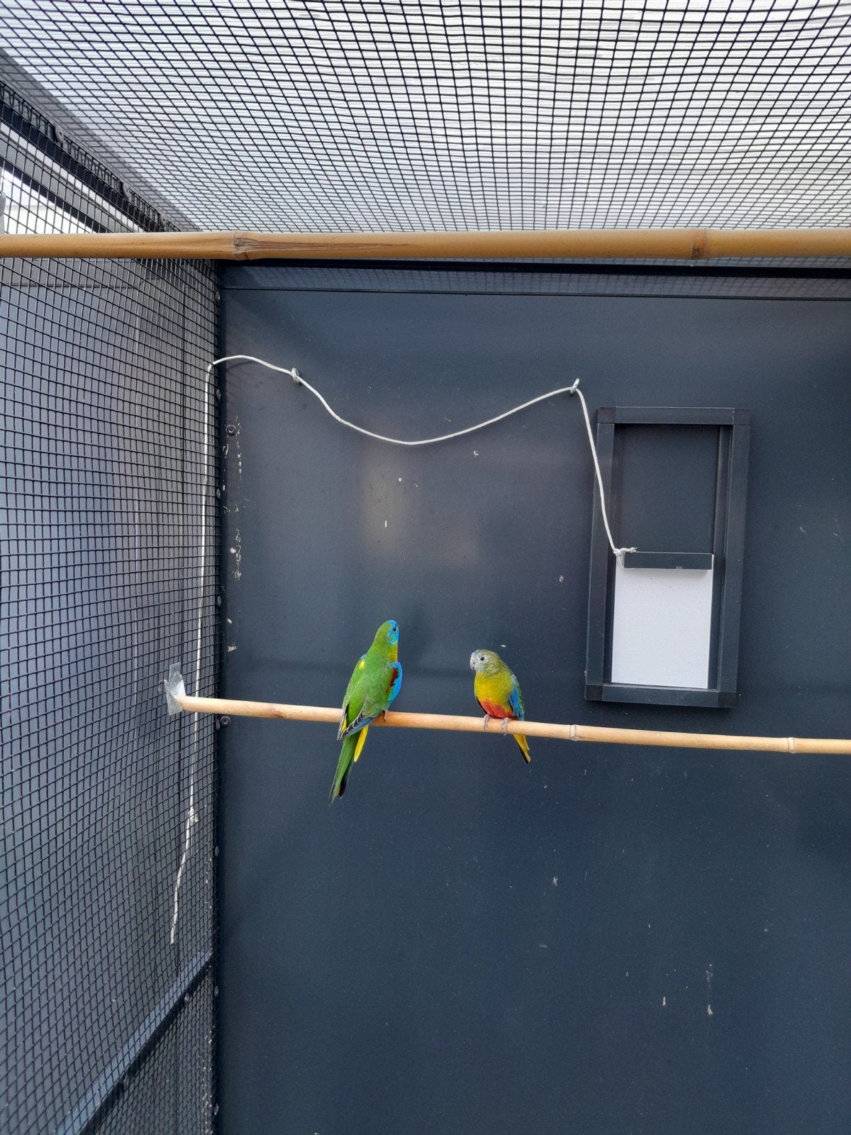 Turkusine parkieten te koop, Dieren en Toebehoren, Vogels | Duiven, Vrouwelijk, Overige soorten
