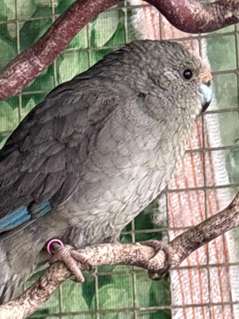 Verschillende kakariki’s te koop, Dieren en Toebehoren, Vogels | Parkieten en Papegaaien, Meerdere dieren, Parkiet