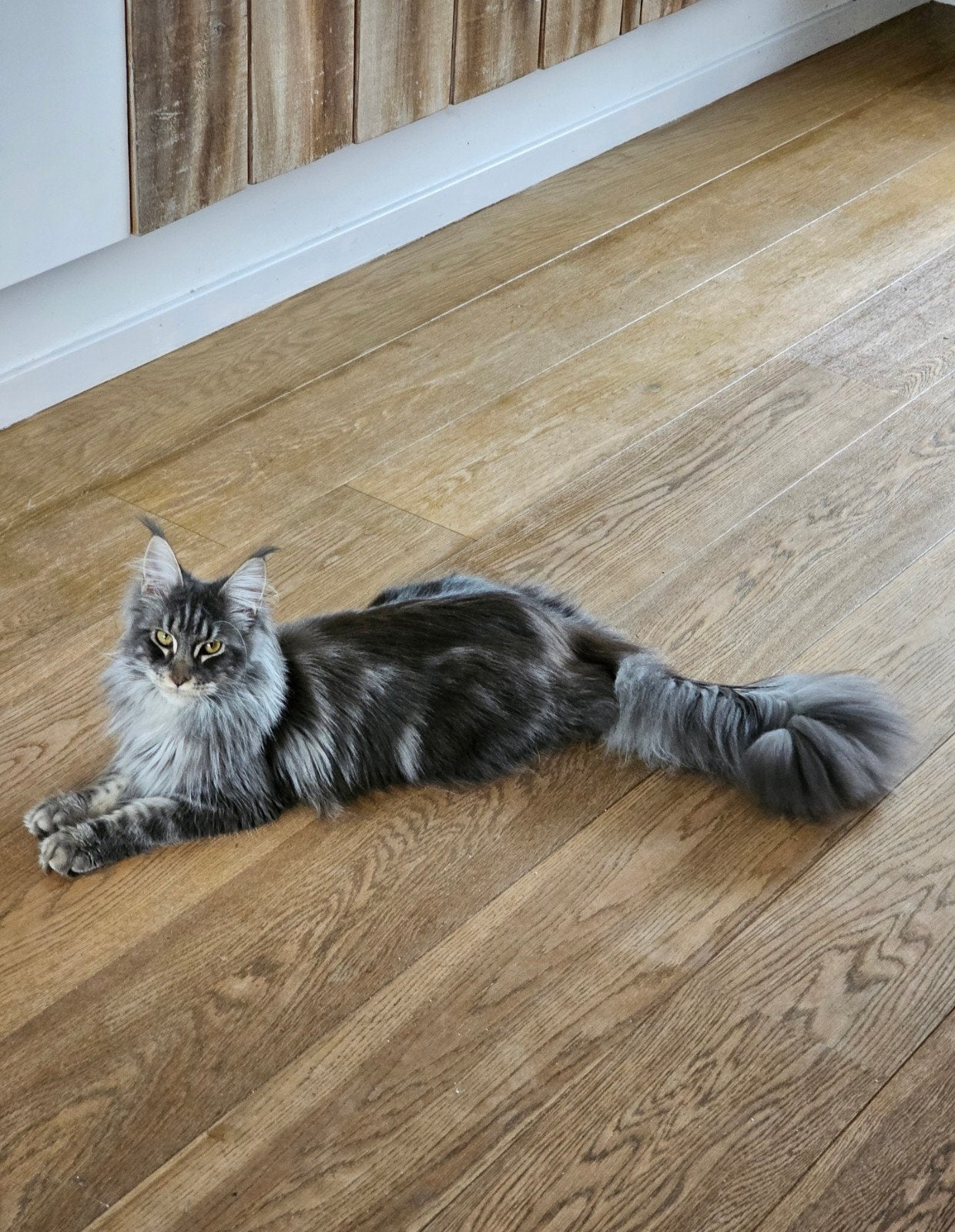 Maine coon black smoke en silver tabby, Poes