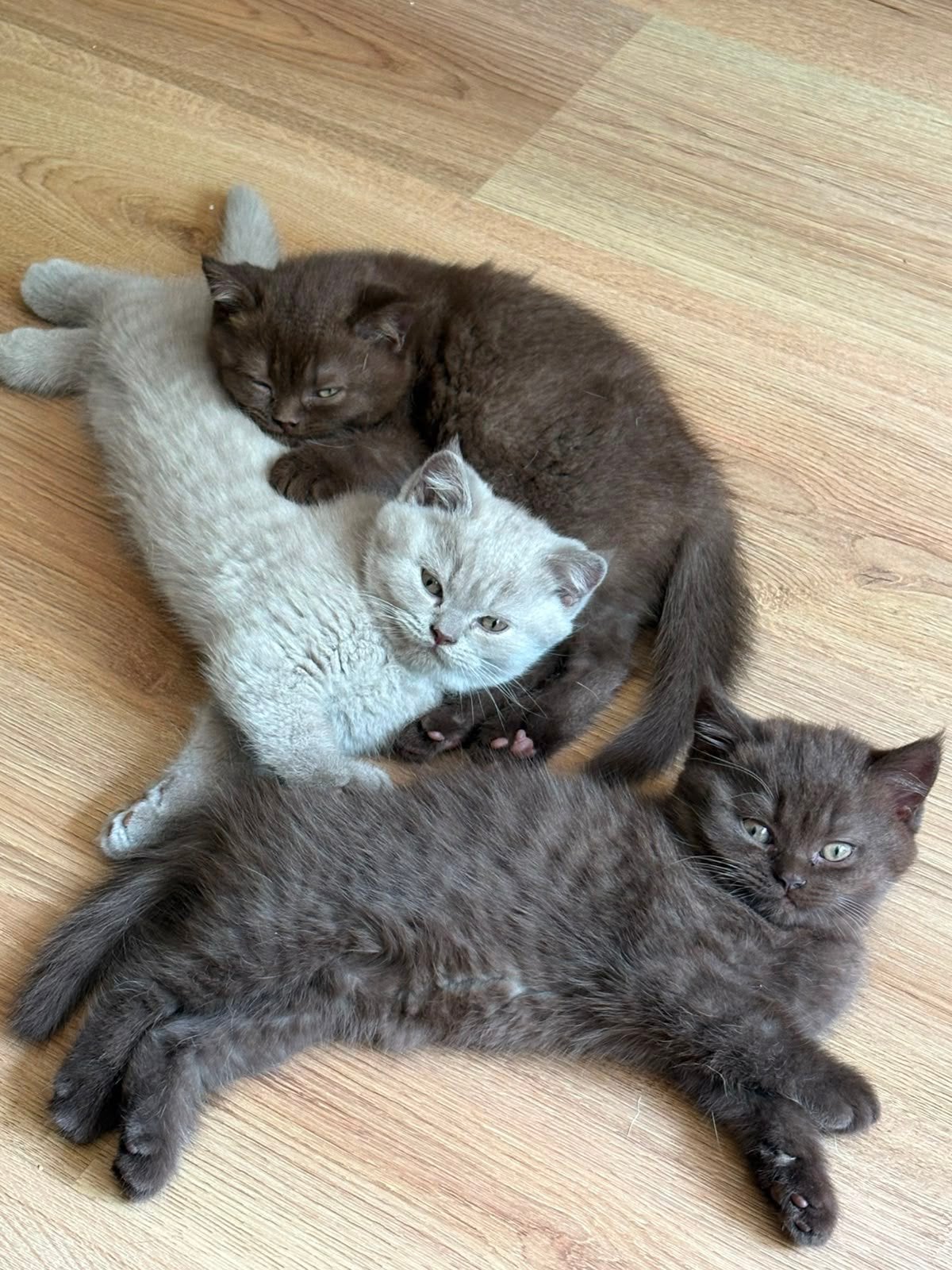 Raszuivere Brits korthaar kittens te koop met stamboom, Dieren en Toebehoren, Meerdere dieren, Ingeënt