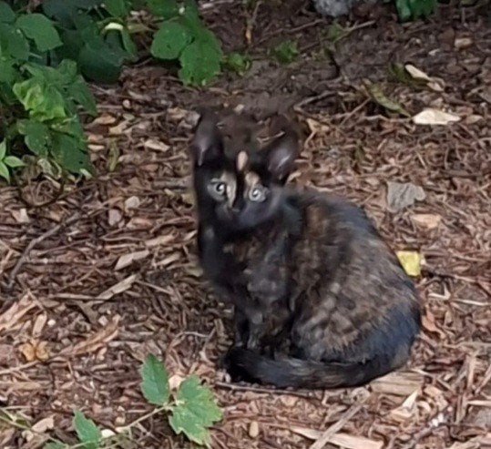 Aangeboden 2 mooie jonge poesjes  kitten poesje, Poes