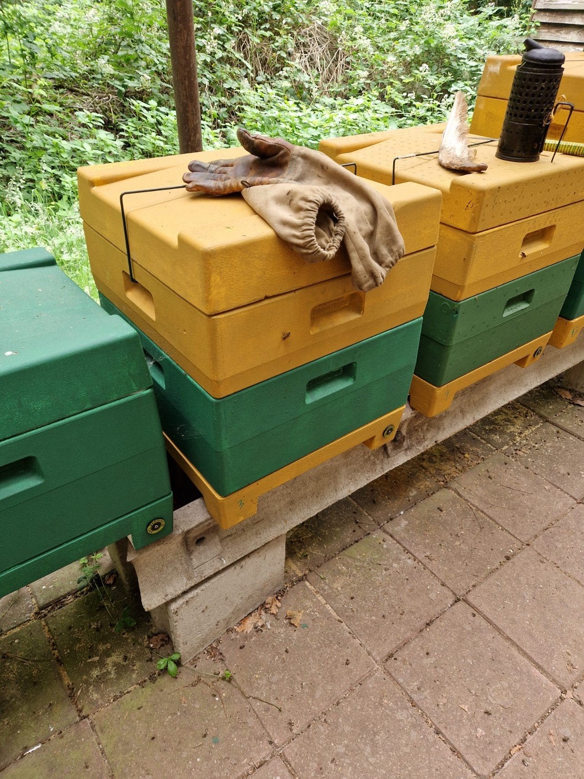 Buckfast bijenvolken, Dieren en Toebehoren, Insecten en Spinnen, Bijen