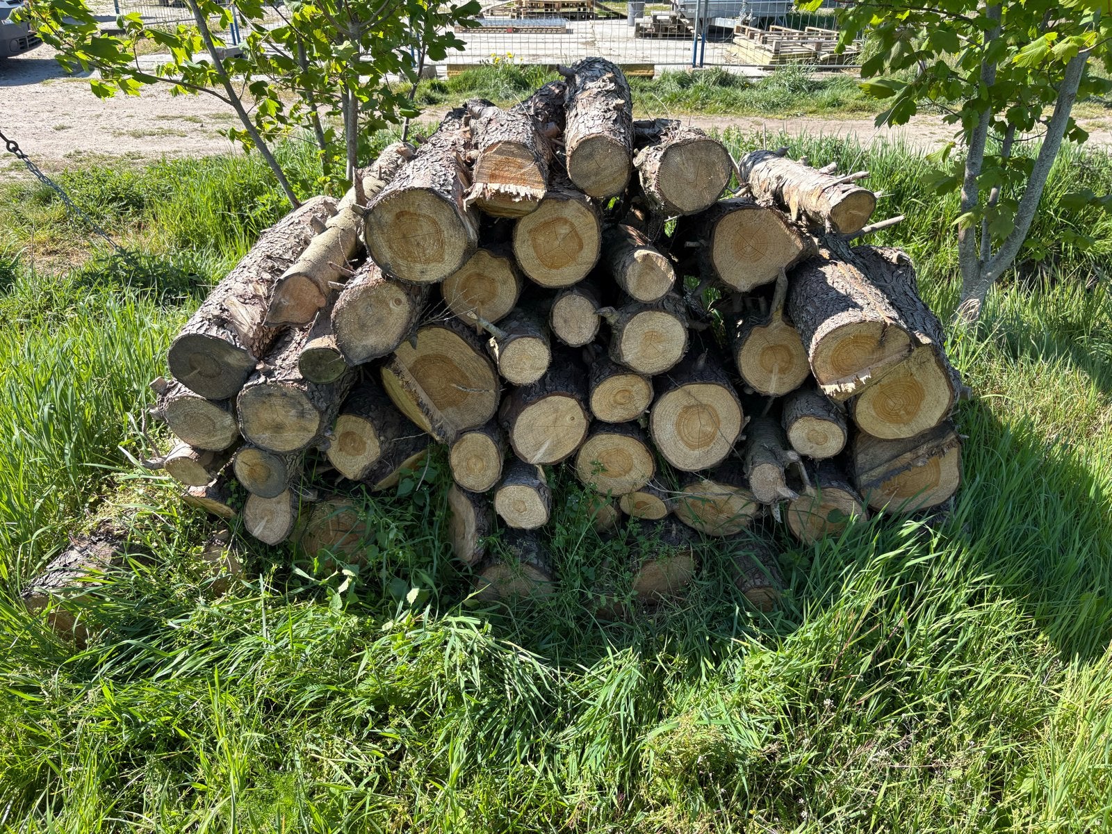 Stammen haardhout, Tuin en Terras, Haardhout, 3 tot 6 m³, Ophalen of Verzenden, Overige houtsoorten, Stammen