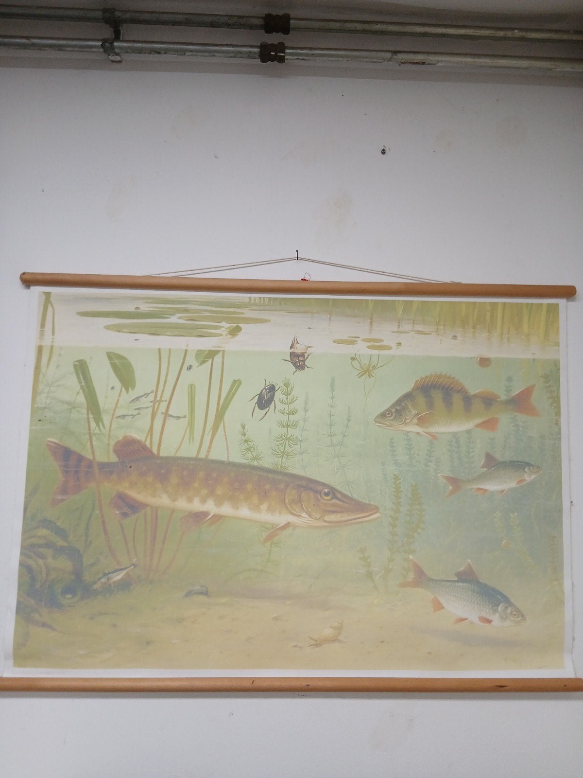 Vintage Schoolplaat Zoetwatervissen - Natuur & Biologie, Ophalen of Verzenden