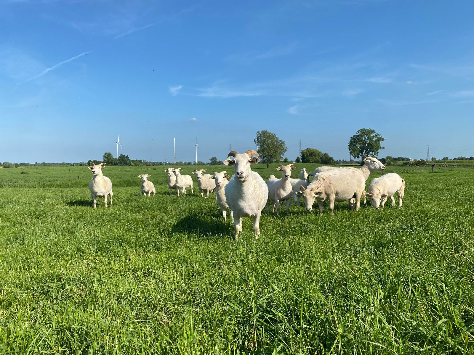 Wiltshire schapen / lammeren / ooien / rammen, Dieren en Toebehoren, Schapen, Geiten en Varkens, Meerdere dieren, Schaap