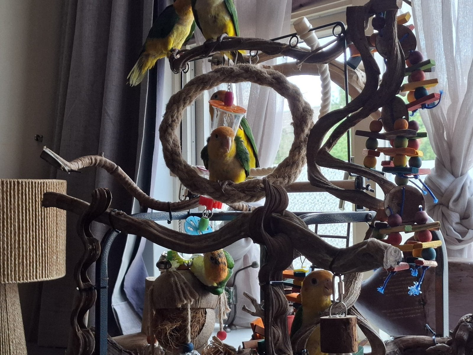 Roestkop Caique super tam, Papegaai, Tam
