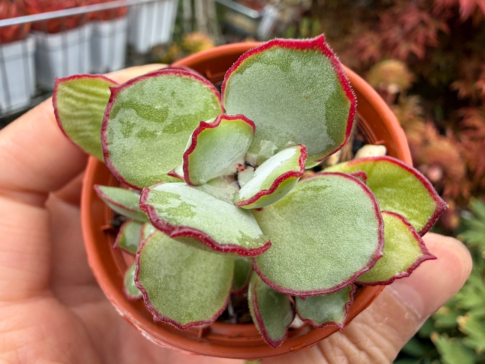 Cotyledon Choco Line/pot 5cm/vetplant/succulent, Ophalen of Verzenden, Halfschaduw, Minder dan 100 cm
