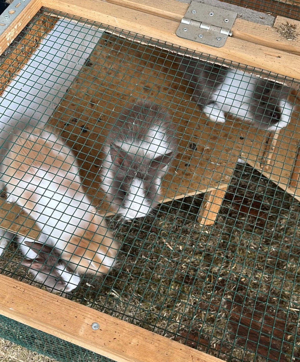 Kleurdwergjes dwergkonijn, Dieren en Toebehoren, Konijnen, Meerdere dieren, Dwerg