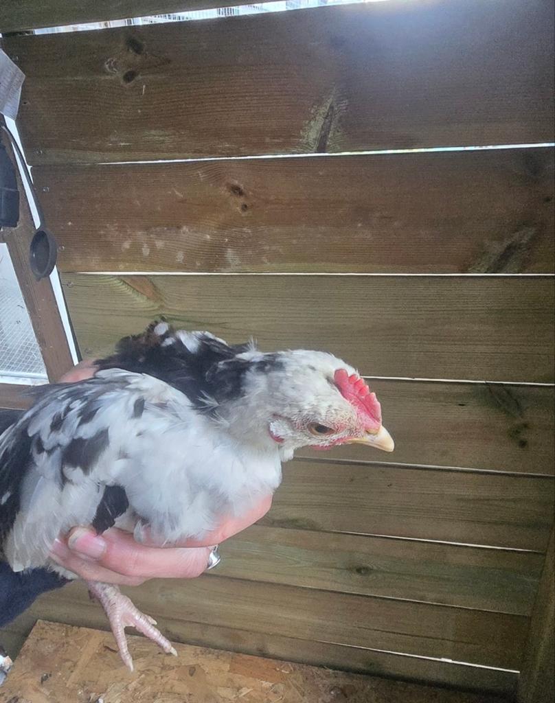 Serama haantje, Dieren en Toebehoren, Pluimvee, Mannelijk, Kip