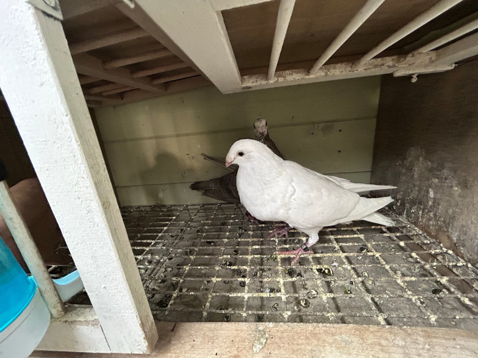 Koppel Valenciano kroppers