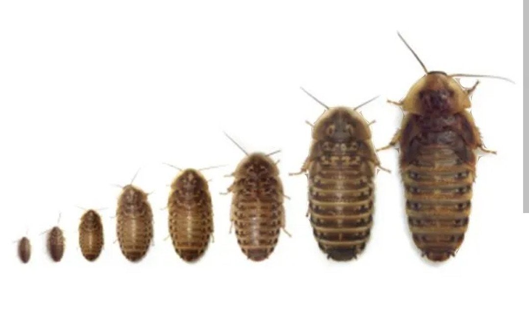 dubias  in 3 maten verkrijgbaar.reptielvoer, Ophalen of Verzenden, Reptiel of Amfibie