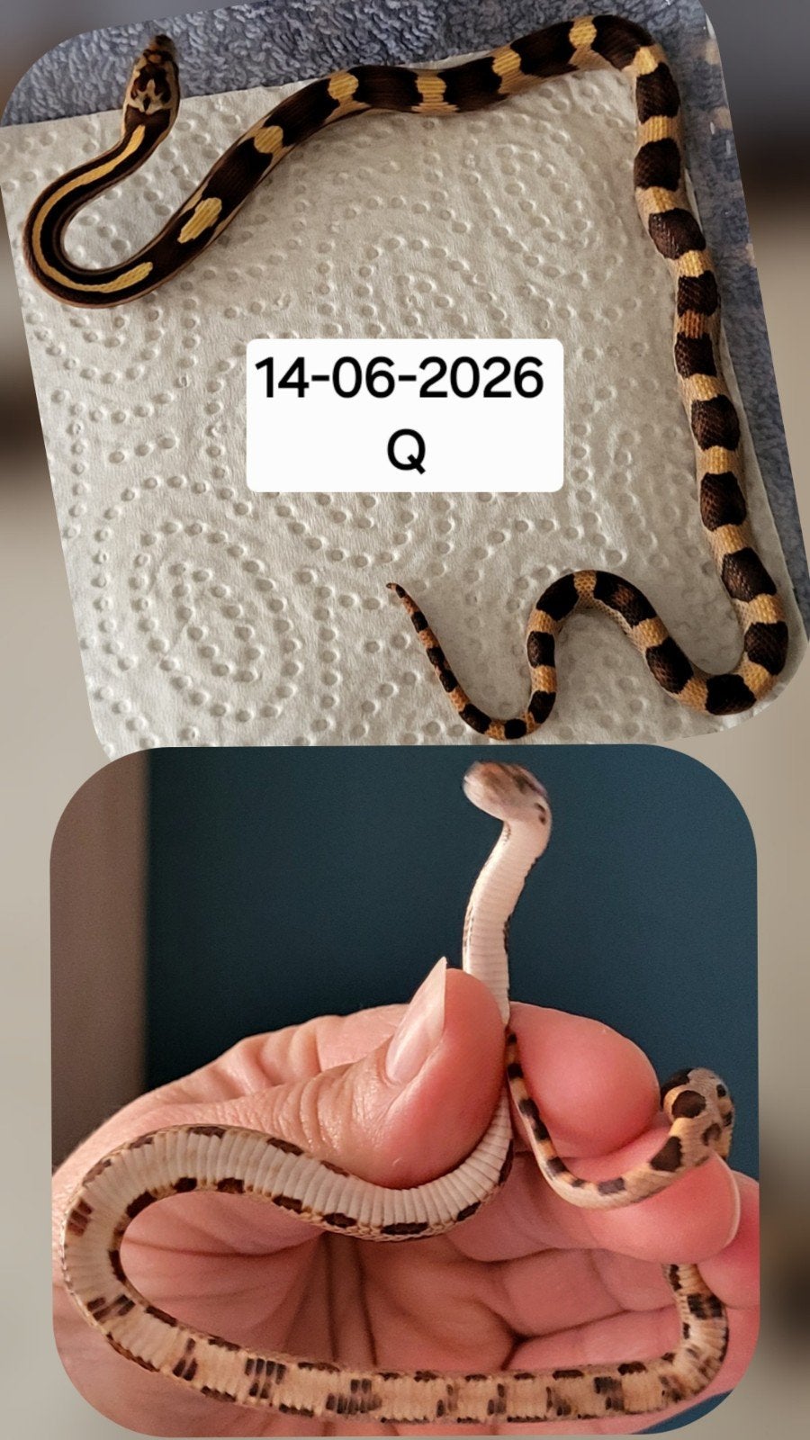 Jonge rattenslangen/korenslangen Corn Snake photo 11