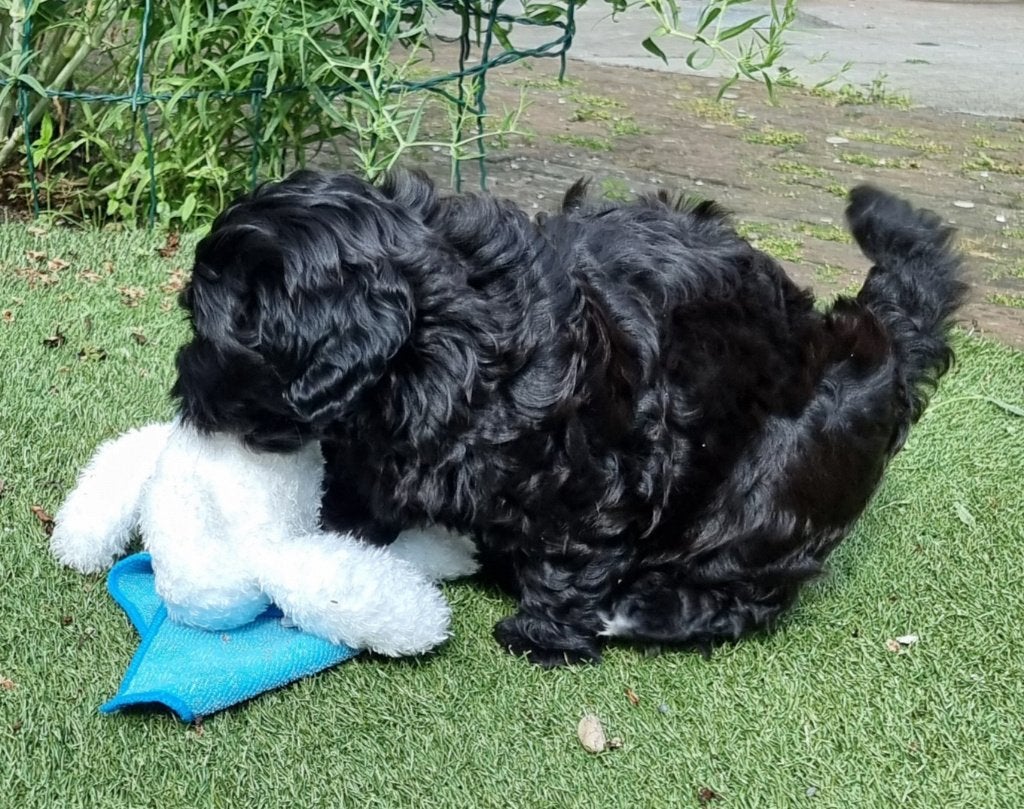Prachtige Boomterrier pup, Reu, 8 tot 15 weken, Parvo, Eén hond