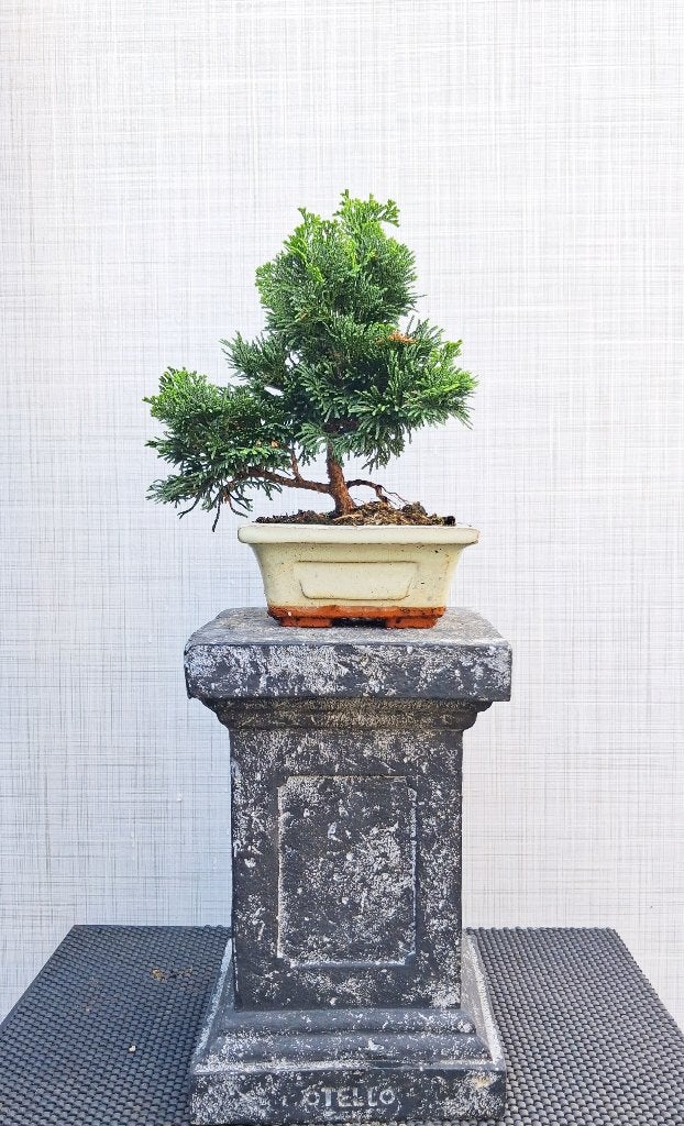 1 Bonsai Japanse Dwergcipres-Chamaecyparis Obt.Nana Gracilli, Tuin en Terras, In pot, Bloeit niet, Halfschaduw, Minder dan 100 cm