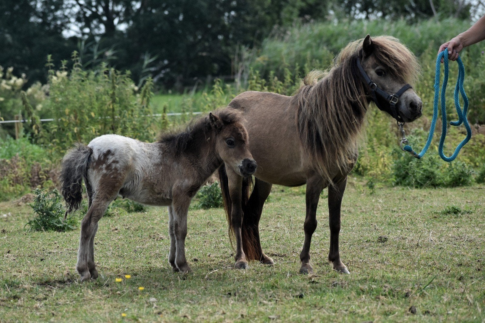 ** DIVERE MINI PAARDJES MET VEULENS EN SHETLANDERS**, Dieren en Toebehoren, Paarden, Gechipt, Minder dan 160 cm, Ruin, Zadelmak