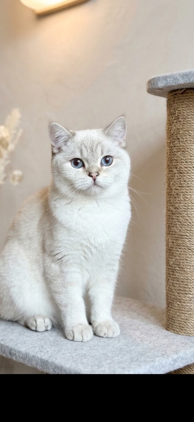 Britse korthaar kittens, Meerdere dieren, Ontwormd