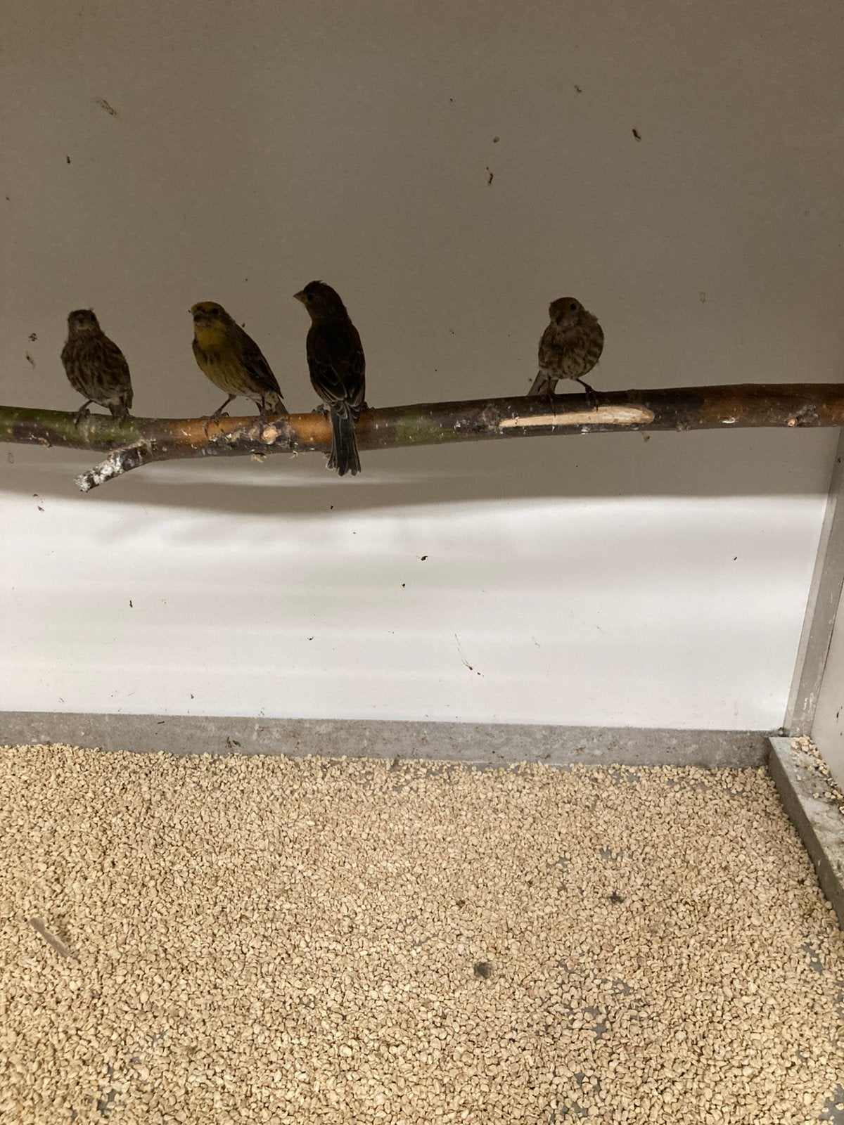 8 Mexicaanse roodmussen, Dieren en Toebehoren, Meerdere dieren